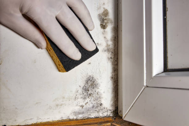 Best Real Estate Mold Inspection  in Mount Angel, OR